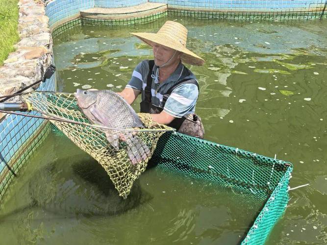 无公害罗非鱼养殖技术有哪些关键要点？-图1