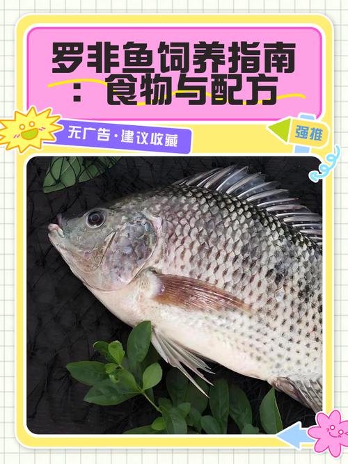 无公害罗非鱼养殖技术有哪些关键要点？-图2