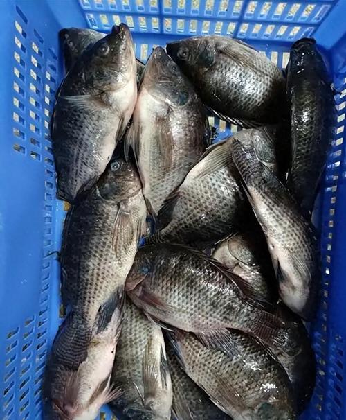 无公害罗非鱼养殖技术有哪些关键要点？-图3