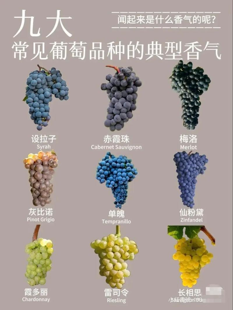 进口葡萄品种有哪些？-图2