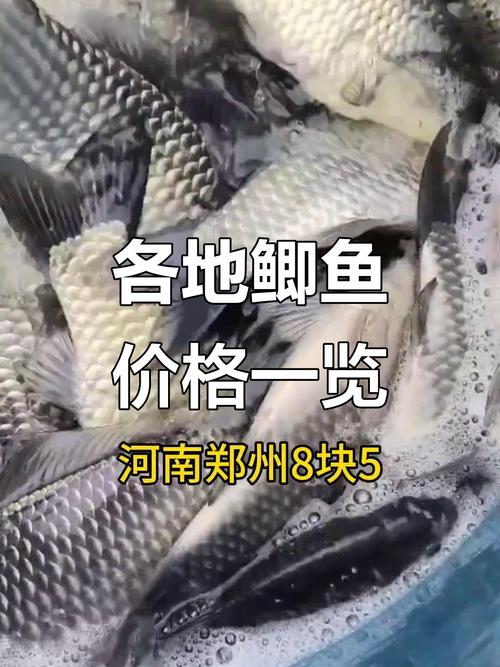 2025鲫鱼价格为何持续上涨？-图1