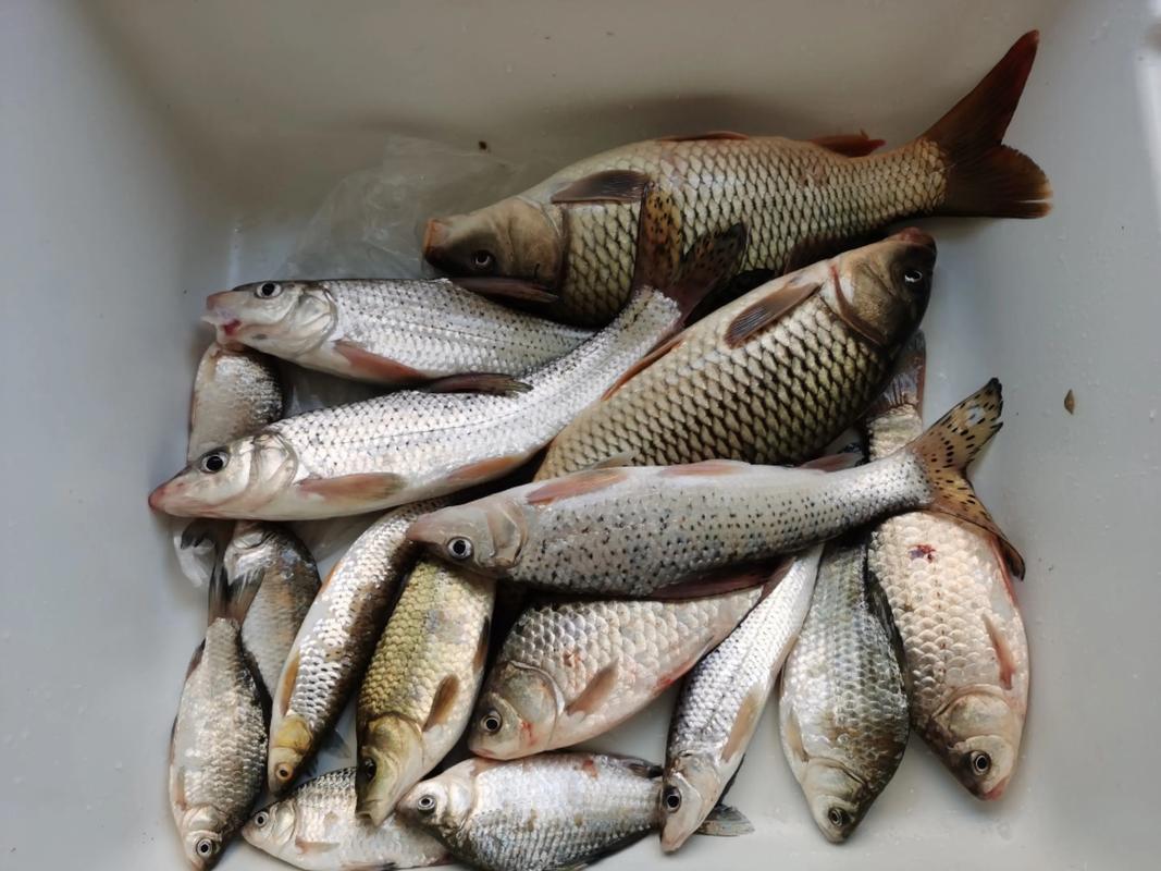 2025鲫鱼价格为何持续上涨？-图3