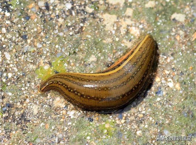 贵州安顺水蛭有哪些品种？-图2