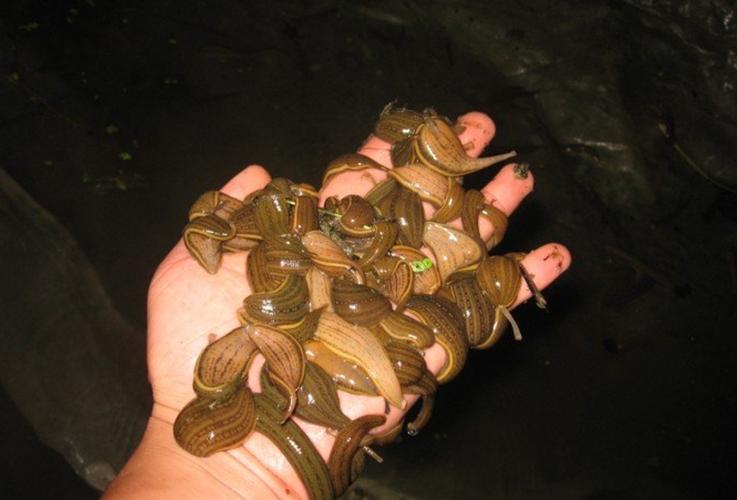 贵州安顺水蛭有哪些品种？-图3