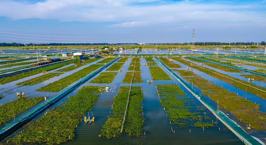 大棚淡水螃蟹养殖技术要点有哪些？-图1