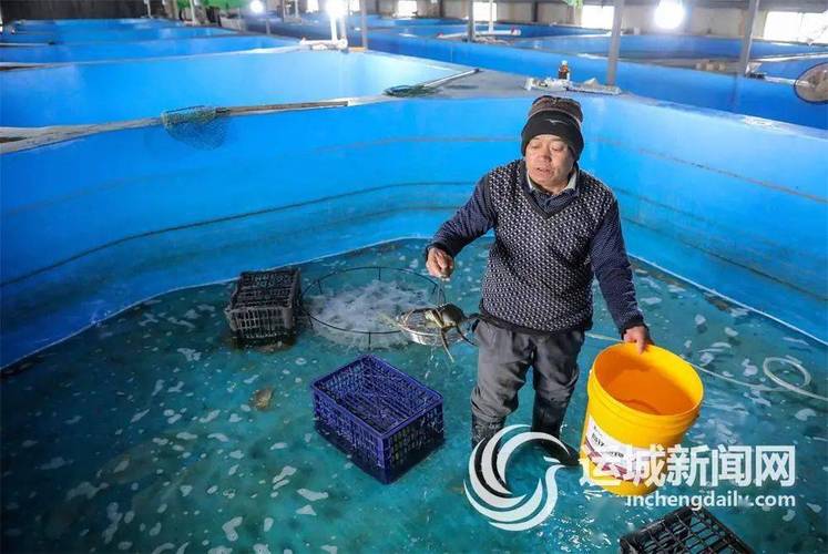 大棚淡水螃蟹养殖技术要点有哪些？-图3