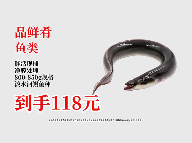 2025欧洲鳗鱼价格会涨还是跌？-图1