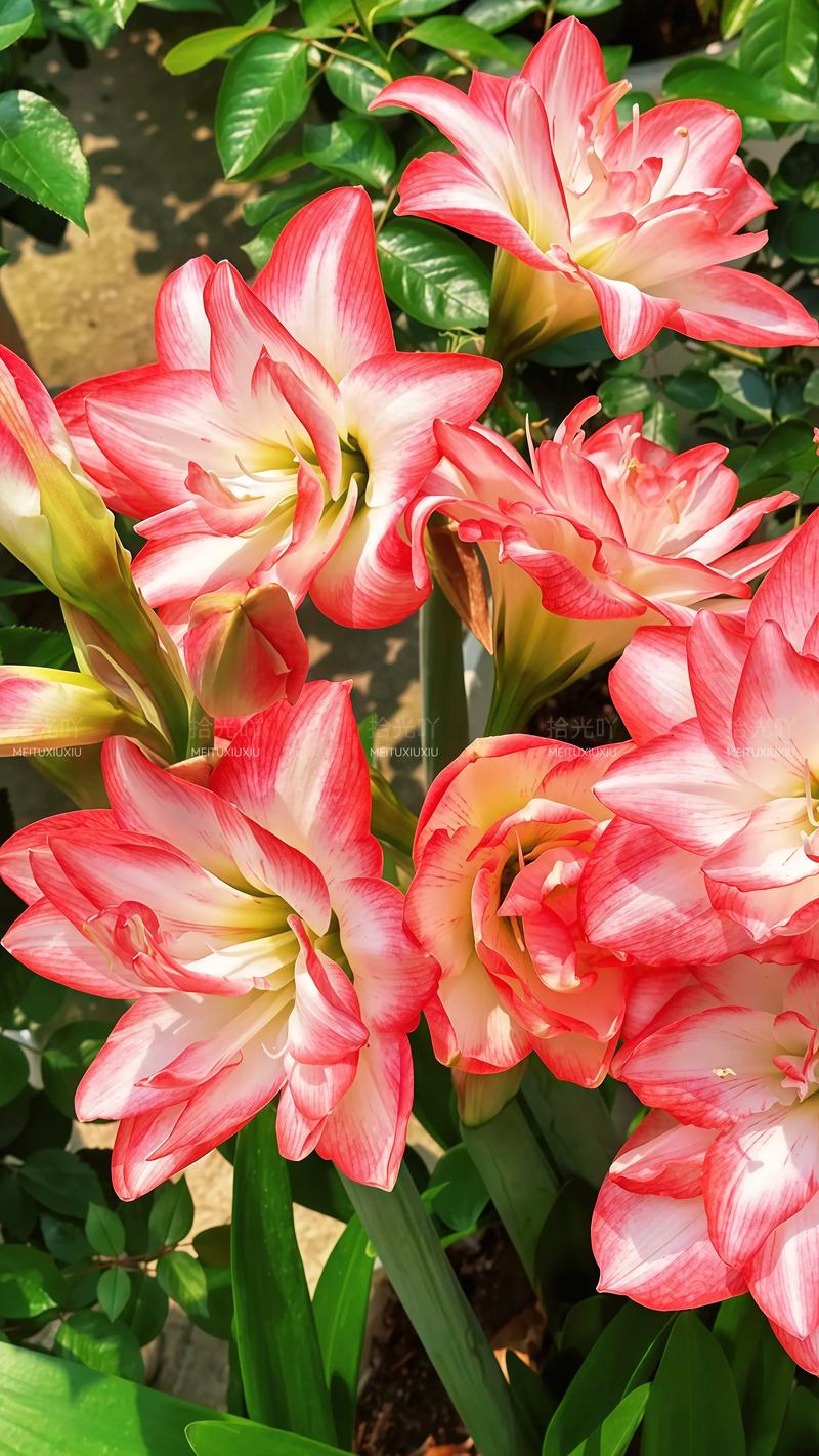 进口名贵花卉品种有哪些？-图1