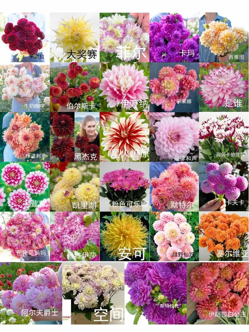 进口名贵花卉品种有哪些？-图2