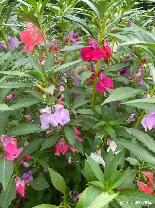 农村有哪些常见花卉品种？-图1