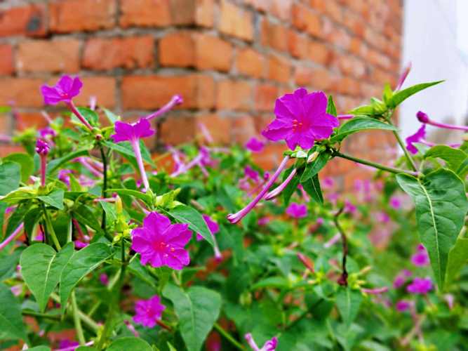 农村有哪些常见花卉品种？-图2