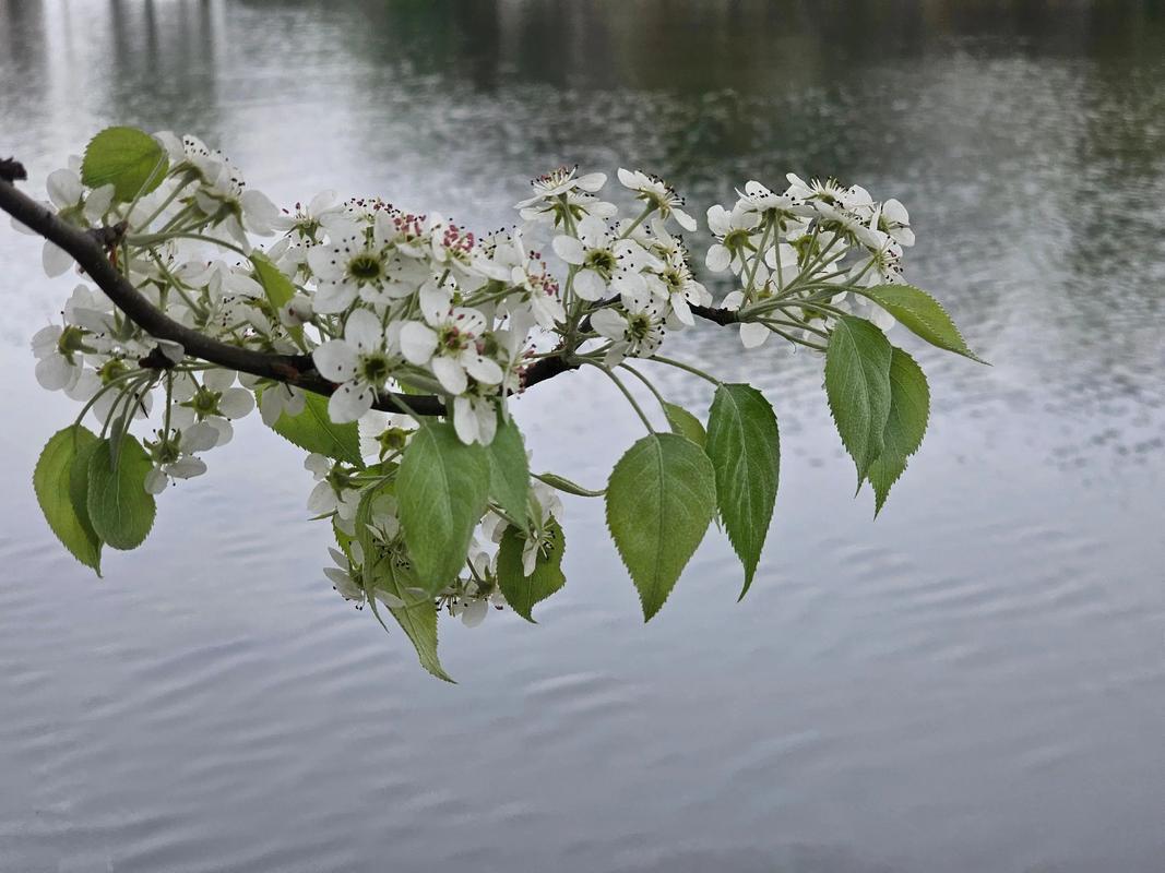 农村有哪些常见花卉品种？-图3