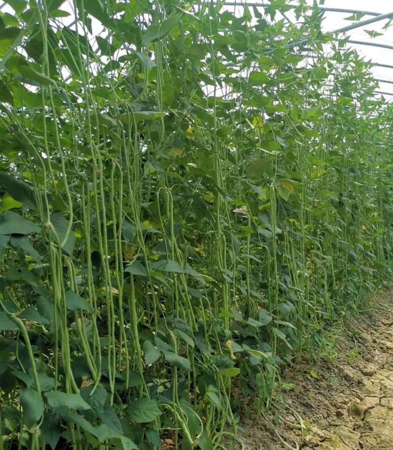豆角高产种植技术有哪些关键点？-图1