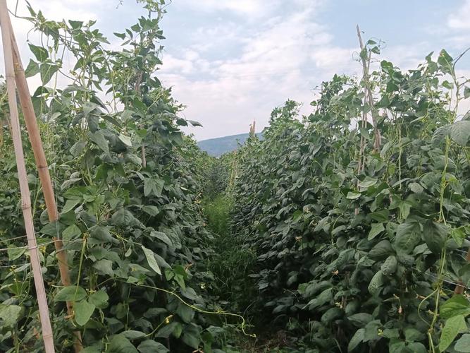 豆角高产种植技术有哪些关键点？-图2