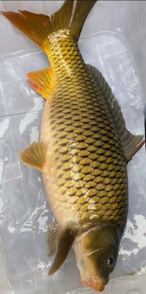 鲤鱼品种有哪些？附图片看图识鲤-图2