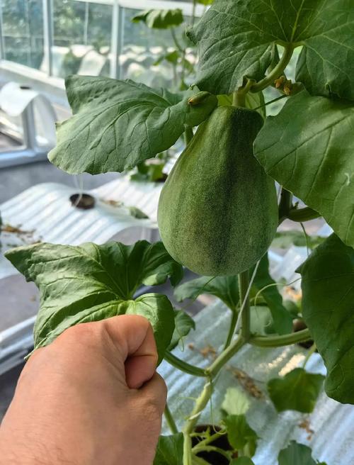 海南哈蜜瓜种植技术要点有哪些？-图3