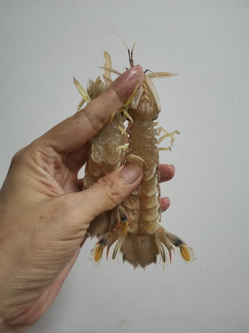 2025威海爬虾价格会涨还是跌?-图1 2025威海爬虾价格会涨还是跌?-图1
