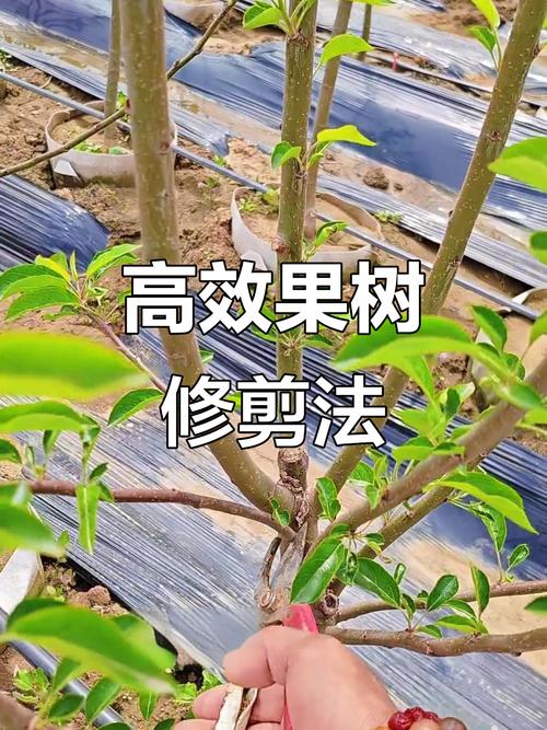 夏季修剪平果，何时剪、怎么剪？-图1