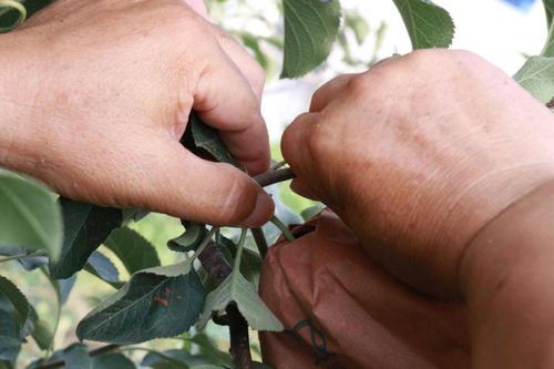 夏季修剪平果，何时剪、怎么剪？-图2