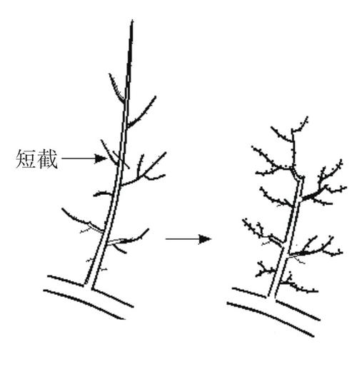 夏季修剪平果，何时剪、怎么剪？-图3
