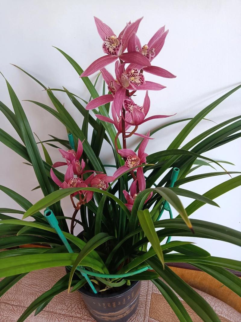 北方适合室内养的兰花有哪些品种？-图1