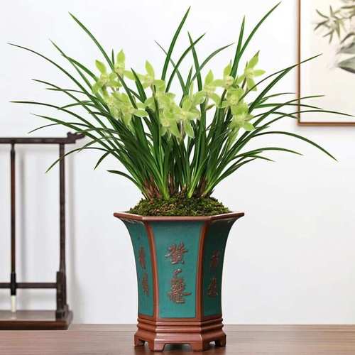 北方适合室内养的兰花有哪些品种？-图2