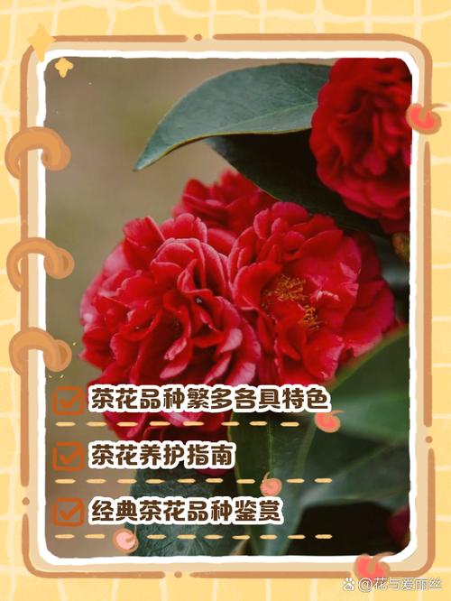 茶花品种有哪些常见分类？-图2