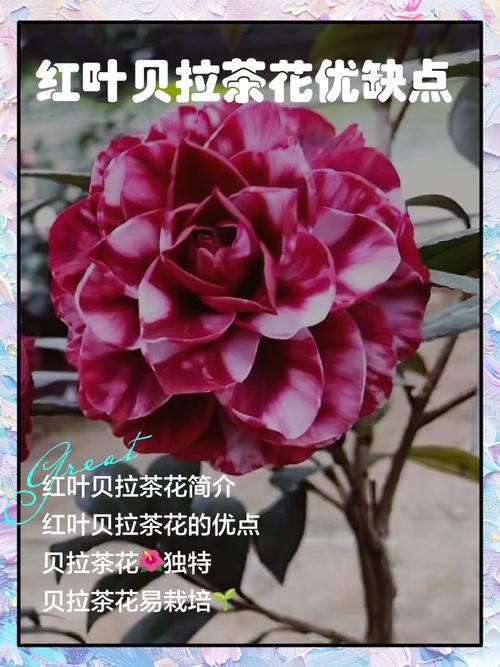 茶花品种有哪些常见分类？-图3