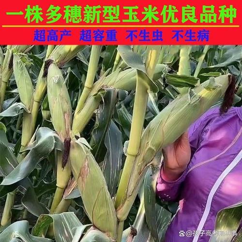 玉米品种zy 888有何特性或优势？-图1