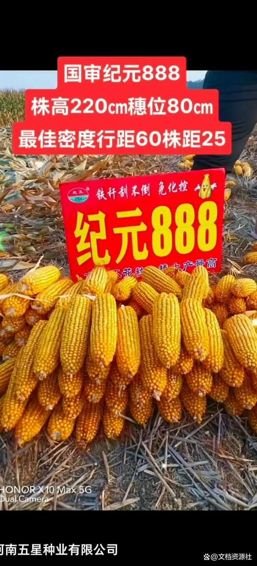 玉米品种zy 888有何特性或优势？-图2