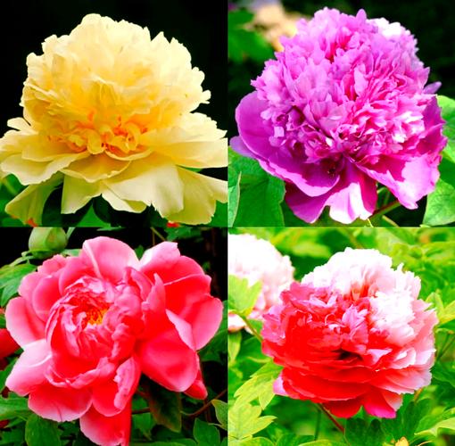 牡丹什么品种最漂亮?-图1 牡丹什么品种最漂亮?-图1