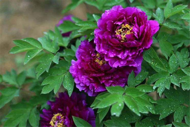 牡丹什么品种最漂亮?-图2 牡丹什么品种最漂亮?-图2