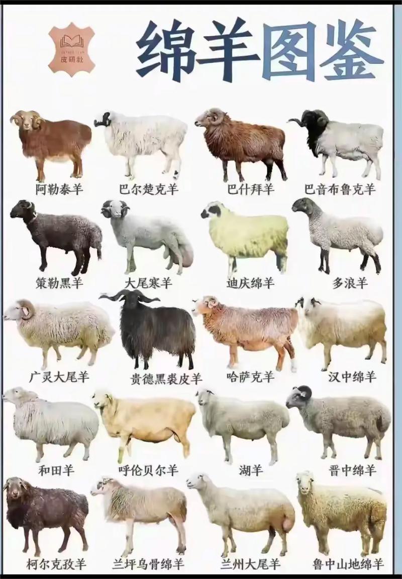 2012年肉羊品种价格行情如何？-图3