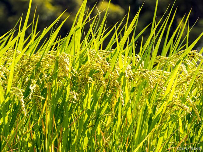 2025高产水稻品种有哪些突破？-图1