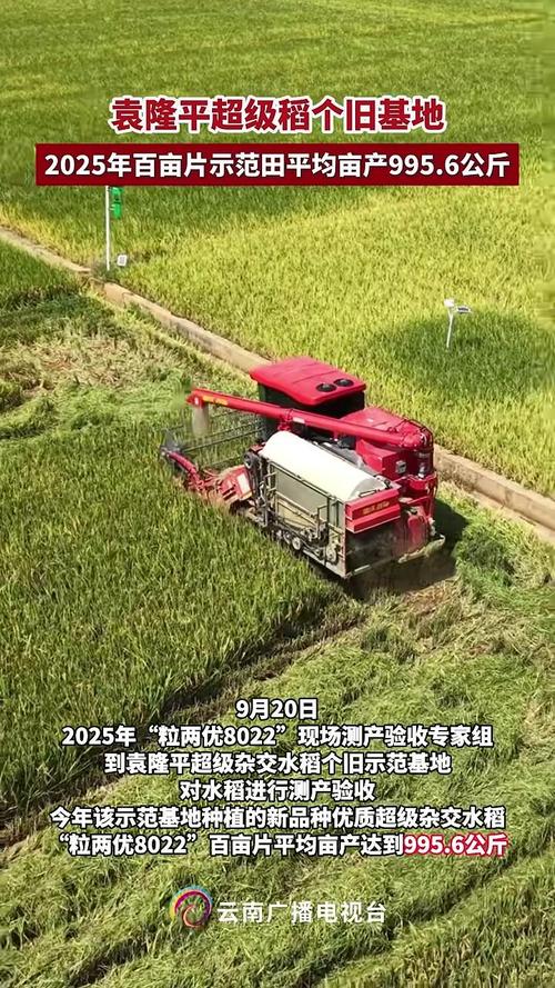 2025高产水稻品种有哪些突破？-图2