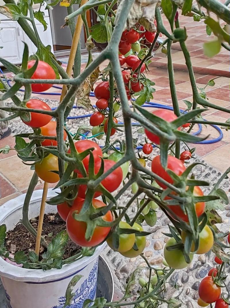 室内大西红柿种植技术-图1