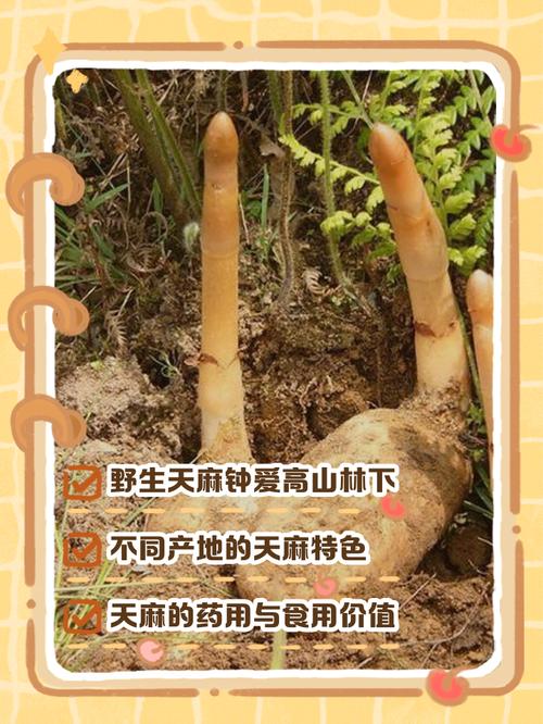 有性天麻种植技术大全-图1