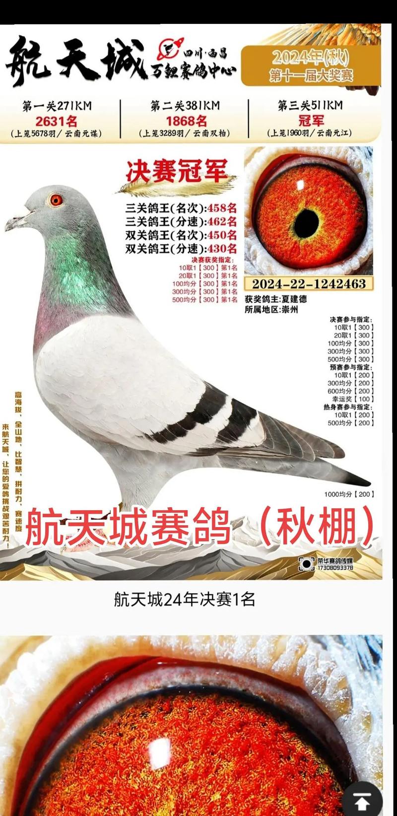 最新肉鸽价格图片,最新行情如何?-图1 最新肉鸽价格图片,最新行情如何?-图1