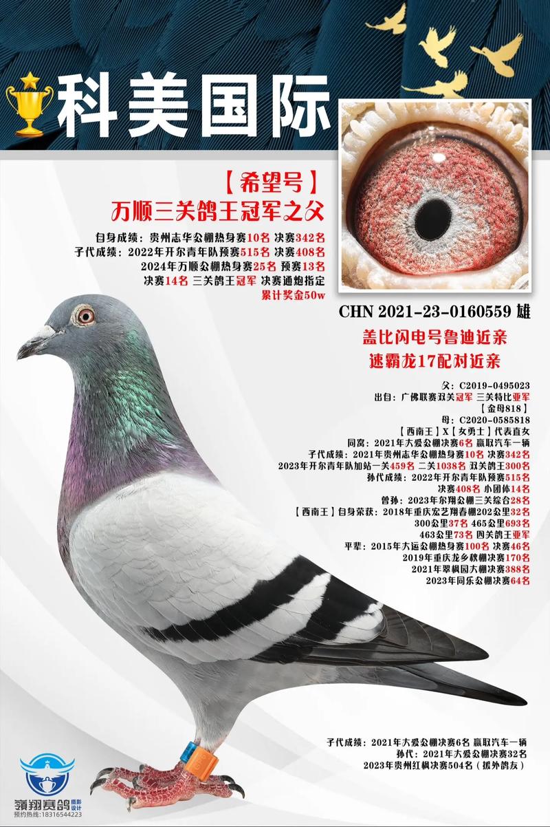 最新肉鸽价格图片,最新行情如何?-图2 最新肉鸽价格图片,最新行情如何?-图2