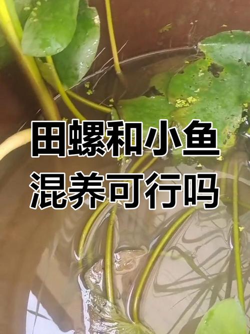 泥鳅草鱼田螺混养,如何搭配效益高?-图1 泥鳅草鱼田螺混养,如何搭配效益高?-图1