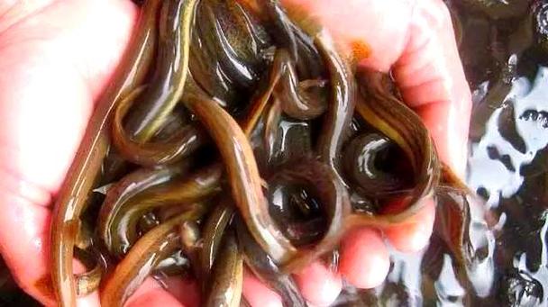 泥鳅草鱼田螺混养,如何搭配效益高?-图2 泥鳅草鱼田螺混养,如何搭配效益高?-图2