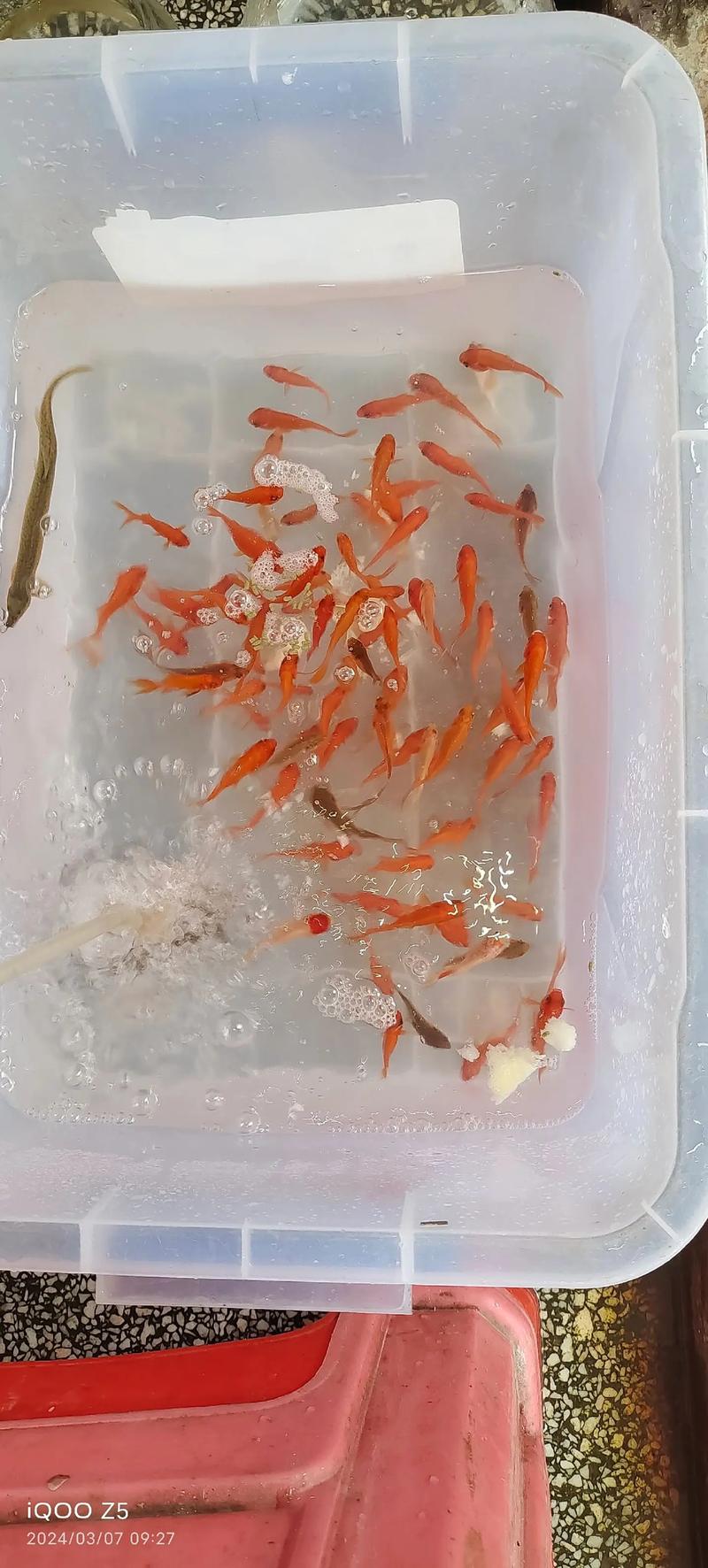 泥鳅草鱼田螺混养,如何搭配效益高?-图3 泥鳅草鱼田螺混养,如何搭配效益高?-图3