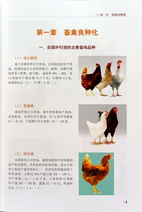 养鸡技术入门知识大全-图2 养鸡技术入门知识大全-图2