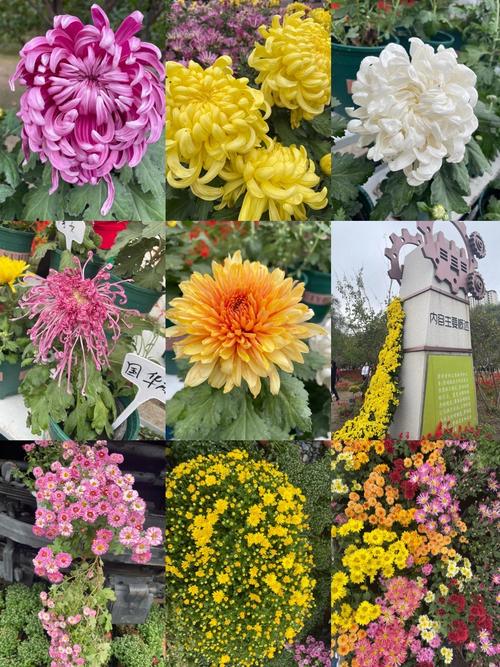 四季菊有哪些品种？-图2