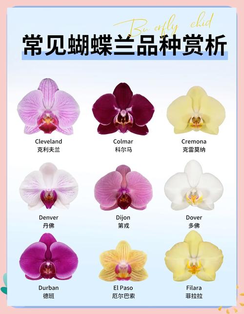 蝴蝶兰花品种到底有多少？-图1