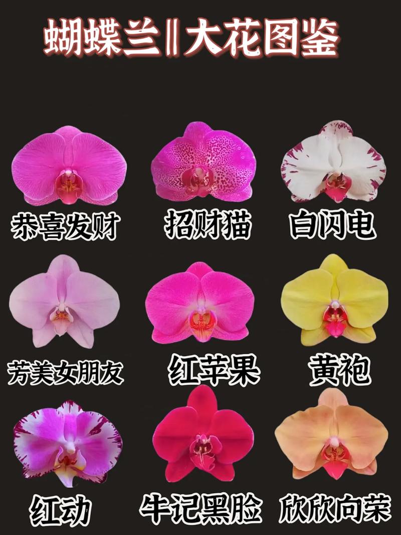 蝴蝶兰花品种到底有多少？-图3