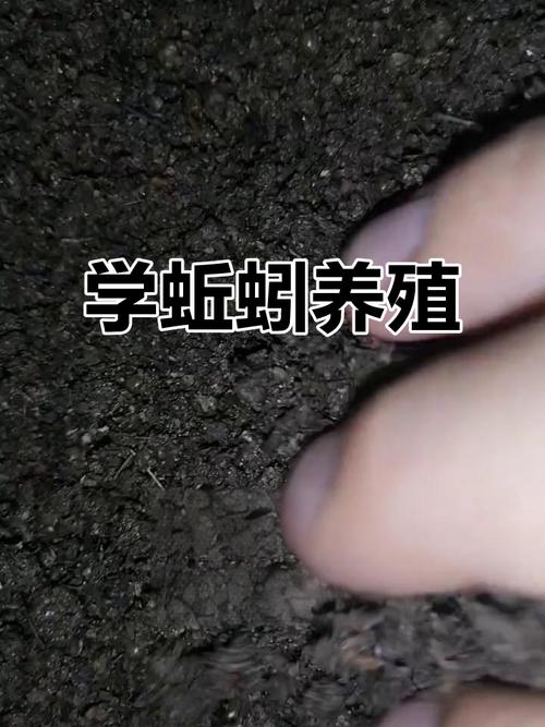 野生蚯蚓养殖技术方法-图2