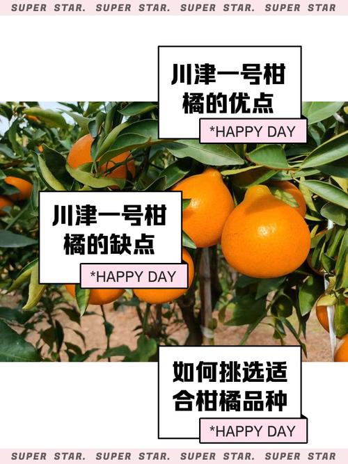 四川柑橘新品种有哪些?-图2 四川柑橘新品种有哪些?-图2