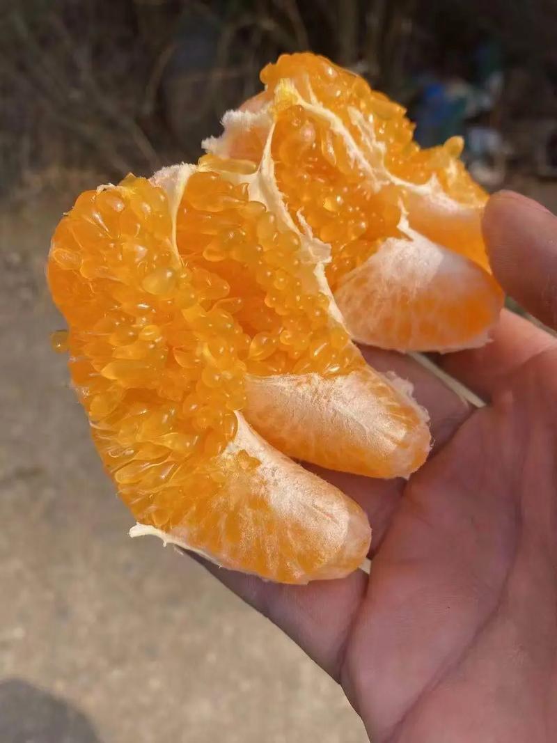 四川柑橘新品种有哪些?-图3 四川柑橘新品种有哪些?-图3