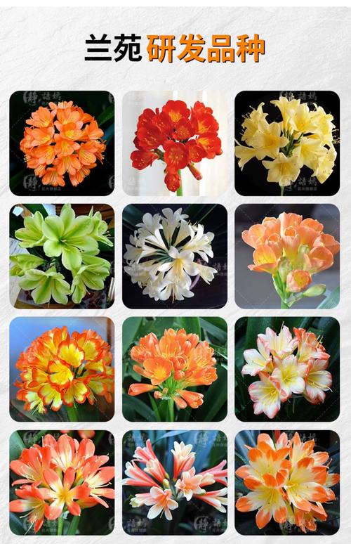 君子兰什么品种好？-图2